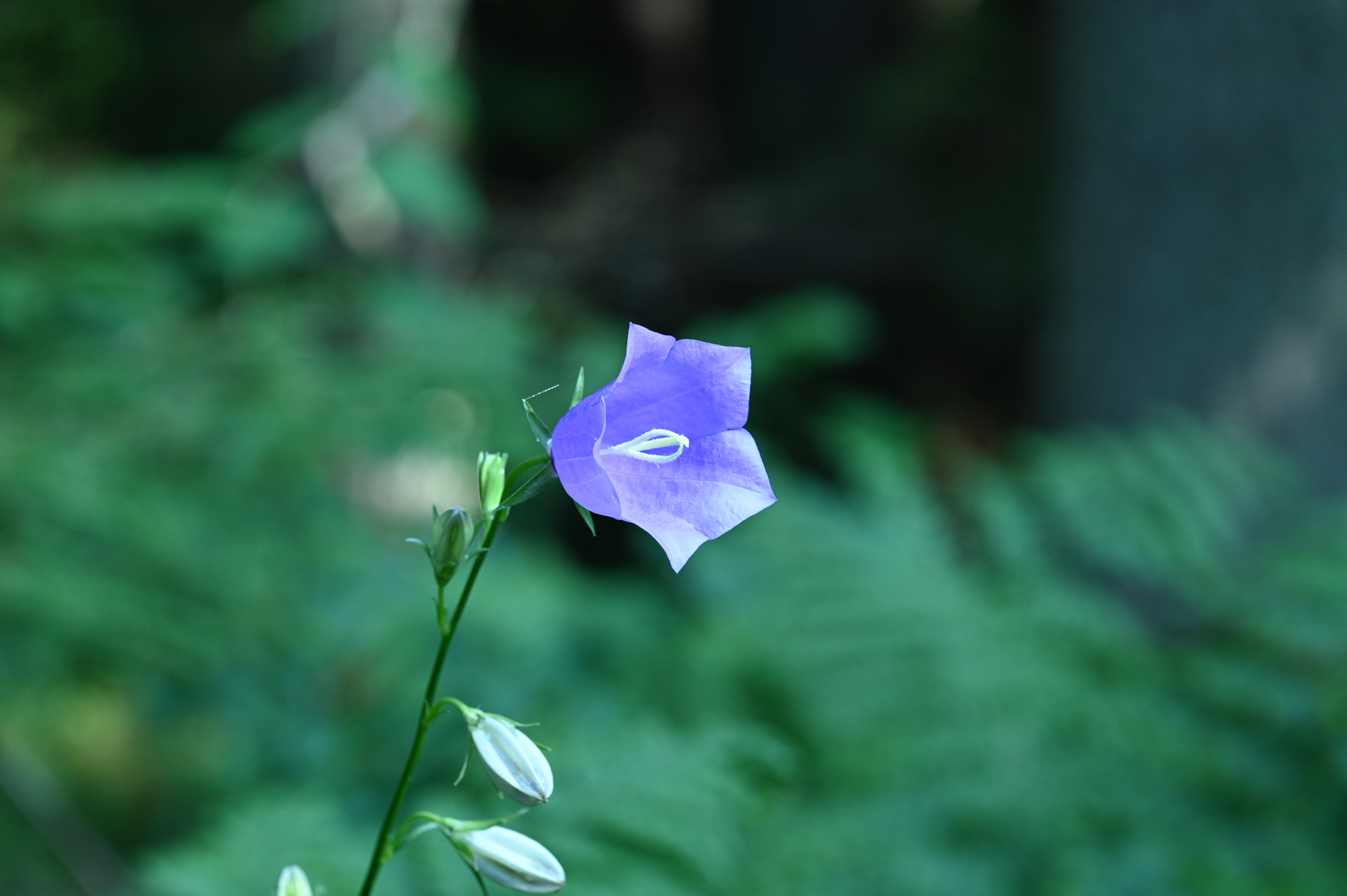 2025/07/09-14 - trip/DSC_0277.JPG